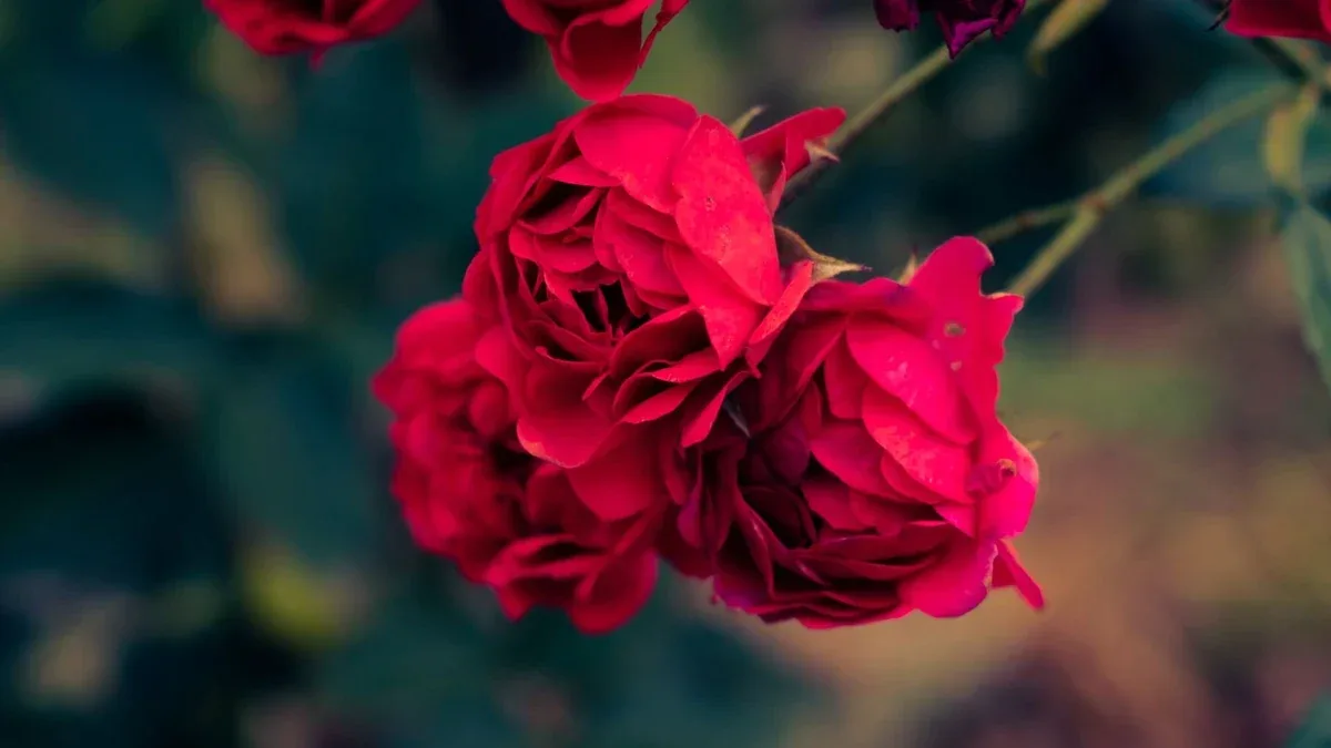 Rosa rampicante: come controllare i legacci prima del vento