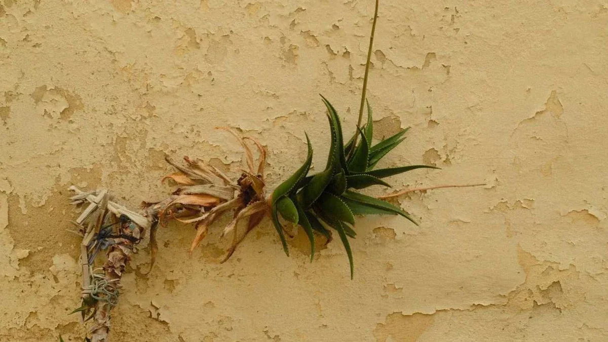Piante grasse all'aperto: quali segnali indicano troppo freddo